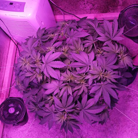 María growlog timeline photo