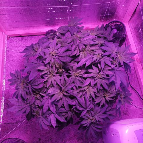 María growlog timeline photo