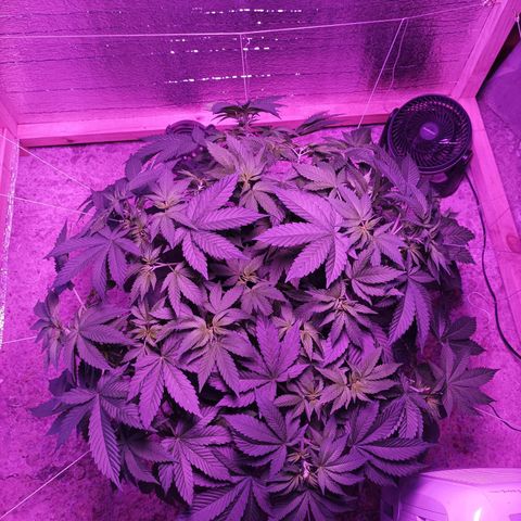 María growlog timeline photo