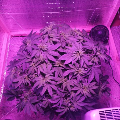 María growlog timeline photo
