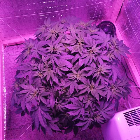 María growlog timeline photo