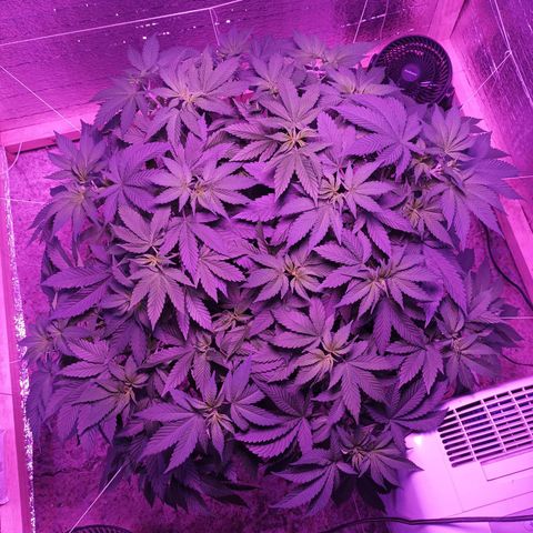 María growlog timeline photo