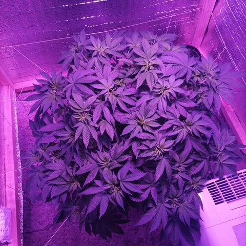 María growlog timeline photo