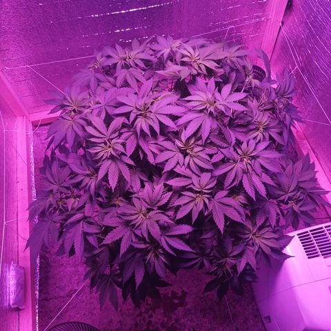 María growlog timeline photo