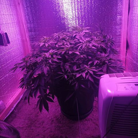 María growlog timeline photo