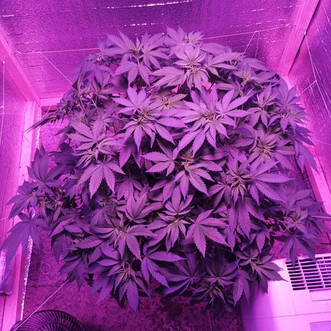María growlog timeline photo