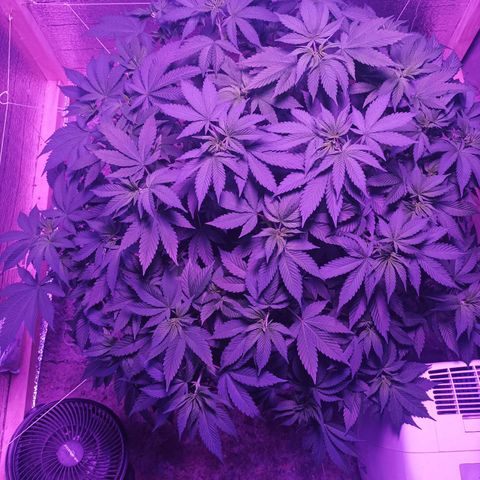 María growlog timeline photo