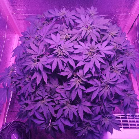María growlog timeline photo