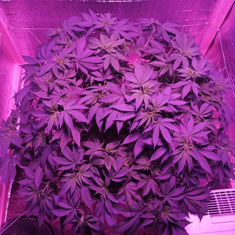 María growlog timeline photo
