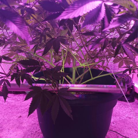 María growlog timeline photo
