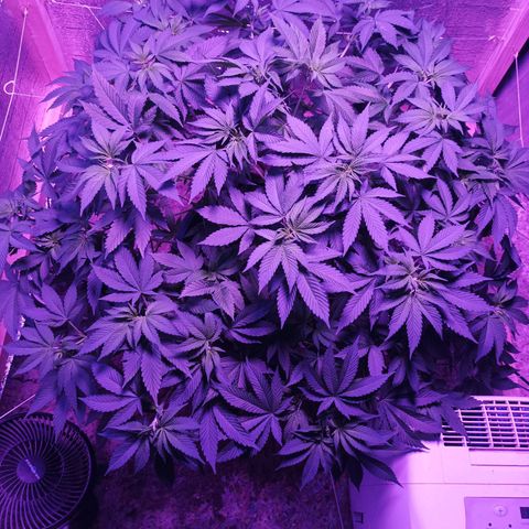 María growlog timeline photo
