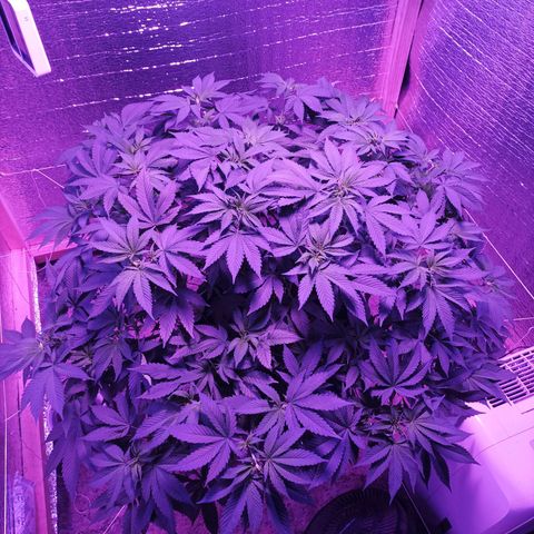 María growlog timeline photo
