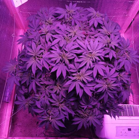 María growlog timeline photo