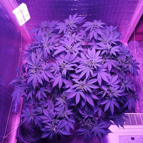 María growlog timeline photo