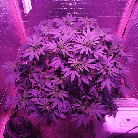 María growlog timeline photo