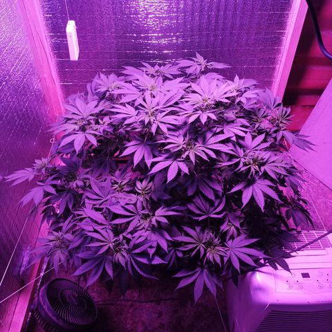 María growlog timeline photo