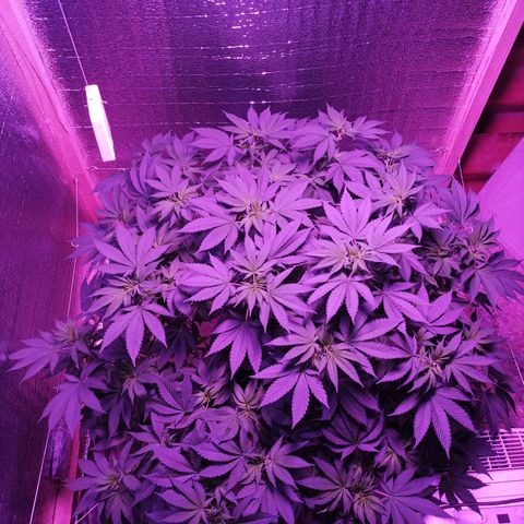 María growlog timeline photo