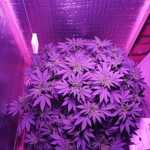 María growlog timeline photo