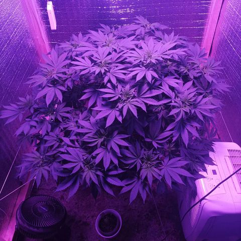 María growlog timeline photo