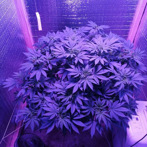 María growlog timeline photo