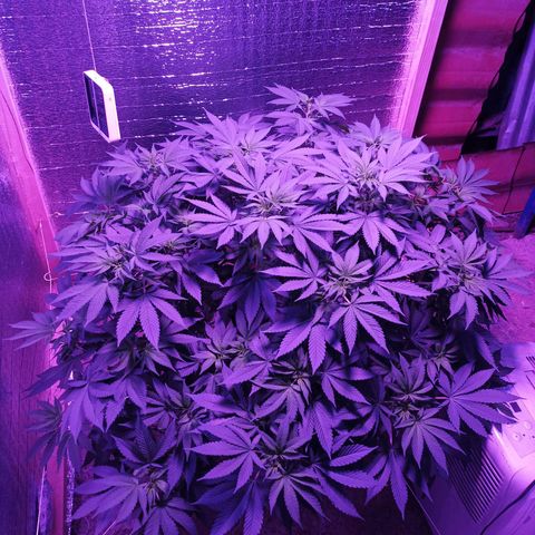 María growlog timeline photo