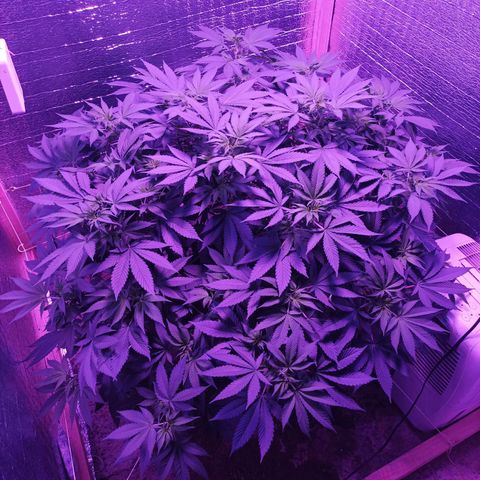 María growlog timeline photo