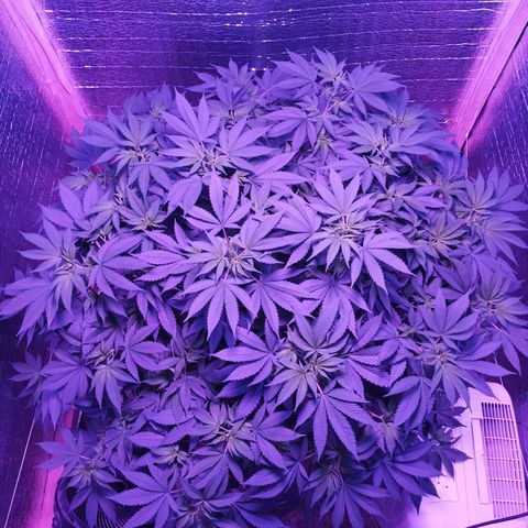 María growlog timeline photo