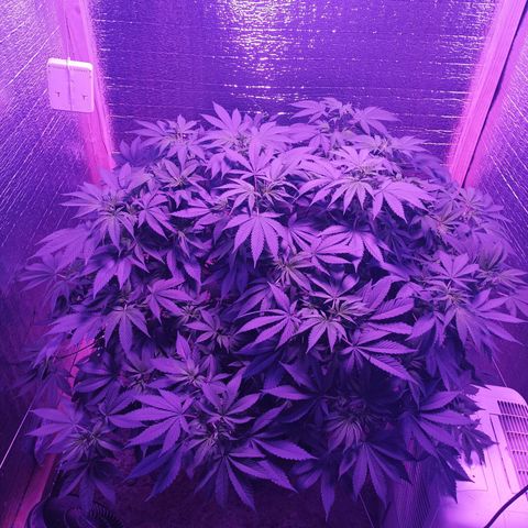 María growlog timeline photo
