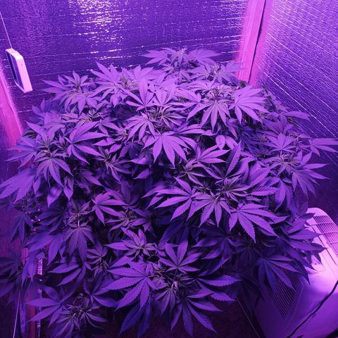 María growlog timeline photo