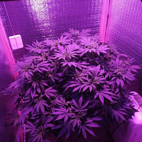 María growlog timeline photo