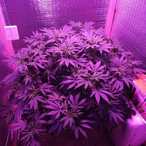 María growlog timeline photo