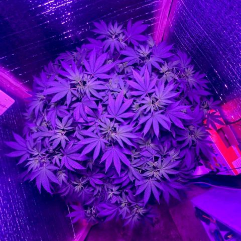 María growlog timeline photo