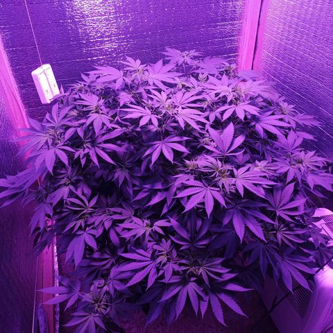 María growlog timeline photo