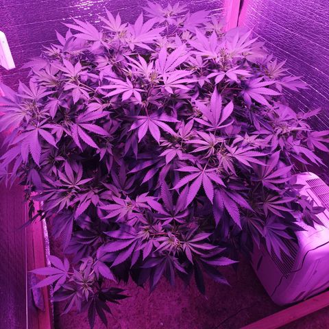 María growlog timeline photo