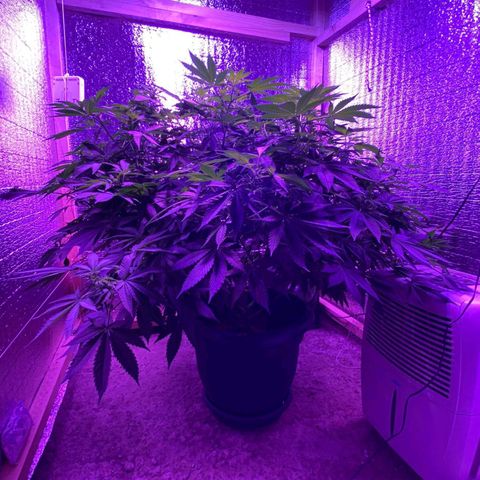 María growlog timeline photo