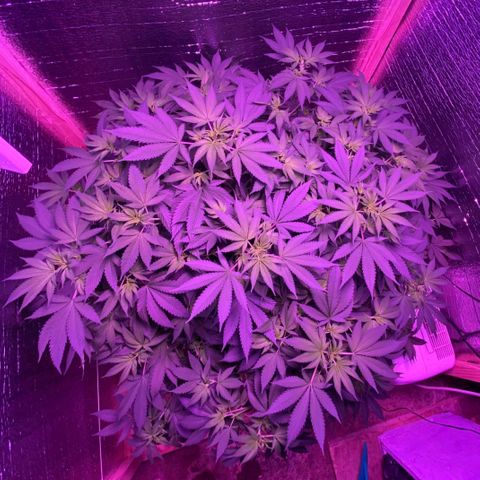 María growlog timeline photo