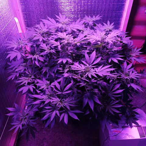 María growlog timeline photo