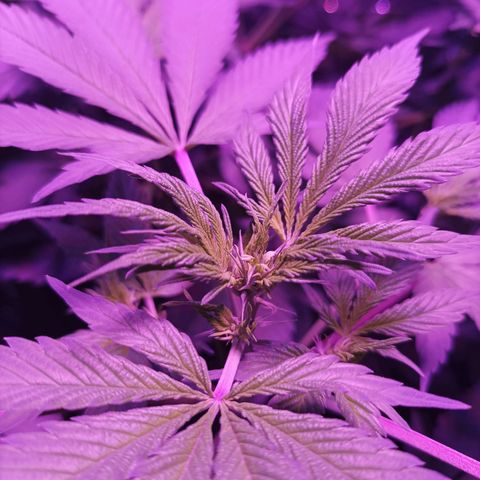 María growlog timeline photo