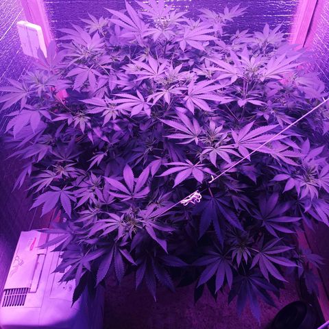 María growlog timeline photo