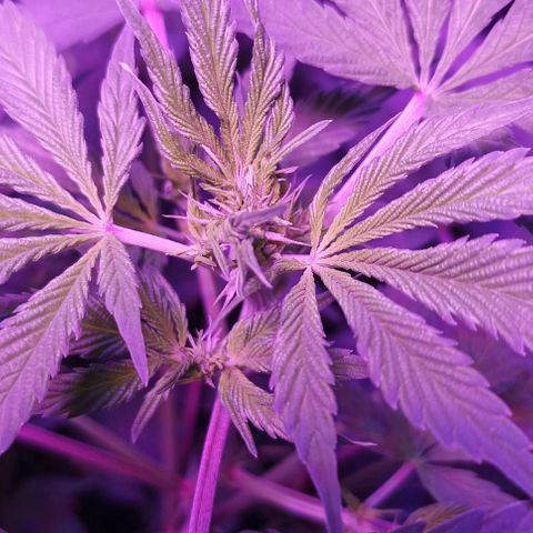 María growlog timeline photo
