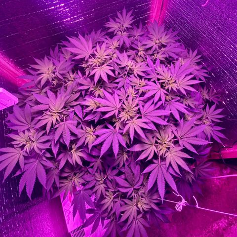 María growlog timeline photo