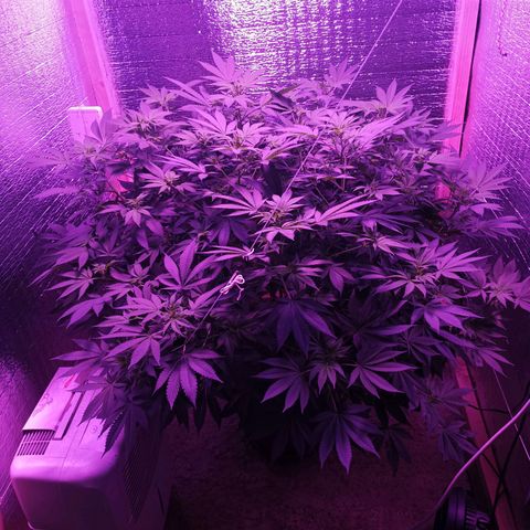 María growlog timeline photo