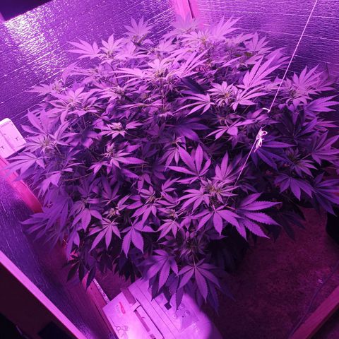 María growlog timeline photo