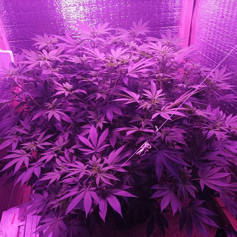 María growlog timeline photo