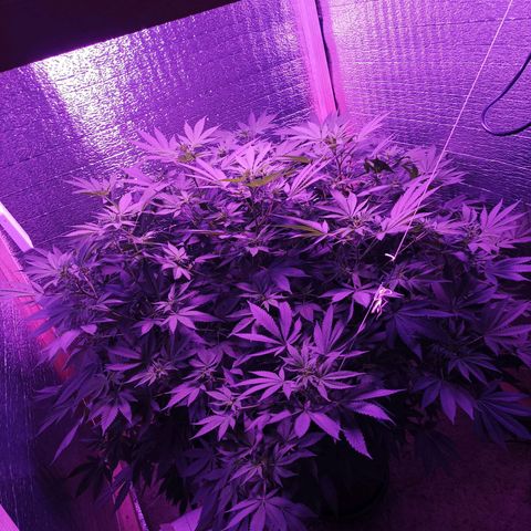María growlog timeline photo