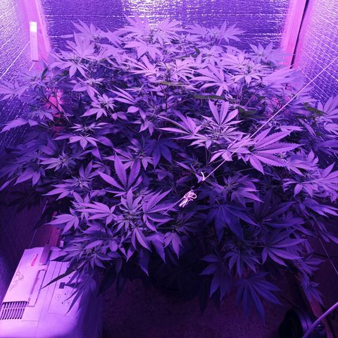 María growlog timeline photo