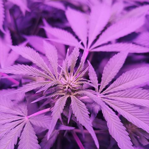 María growlog timeline photo