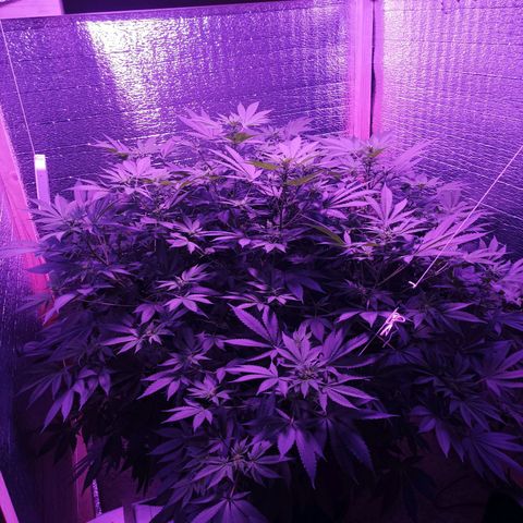 María growlog timeline photo