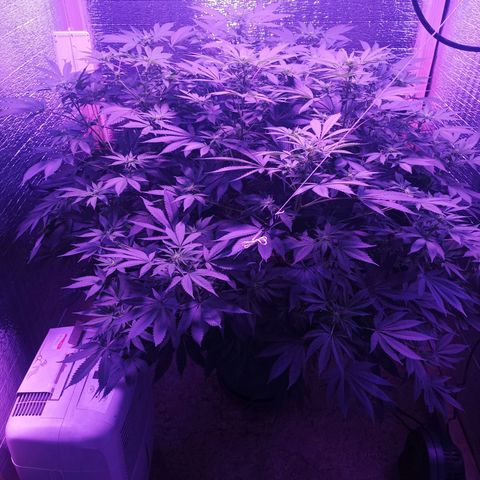 María growlog timeline photo