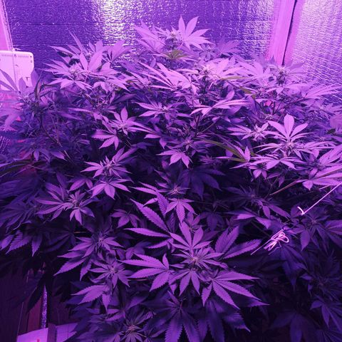 María growlog timeline photo